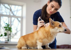 10 mitos no cuidado com pets